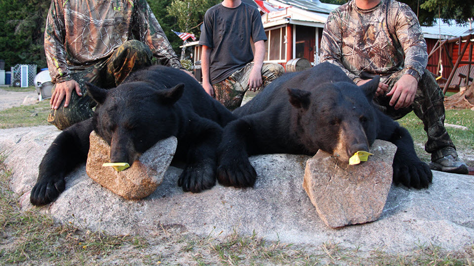 maine bear hunting with bow