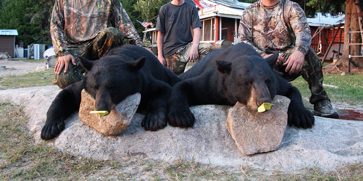 Highwind Lake Camp | Bear Hunting